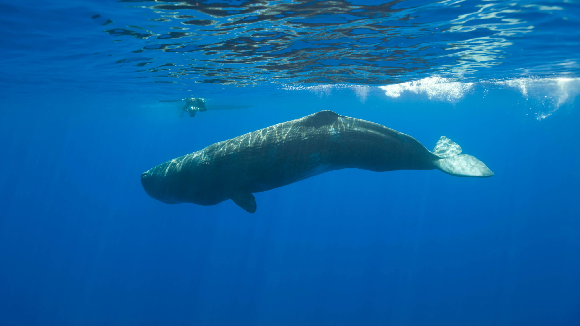 First-of-its-kind video confirms sperm whales really do headbutt