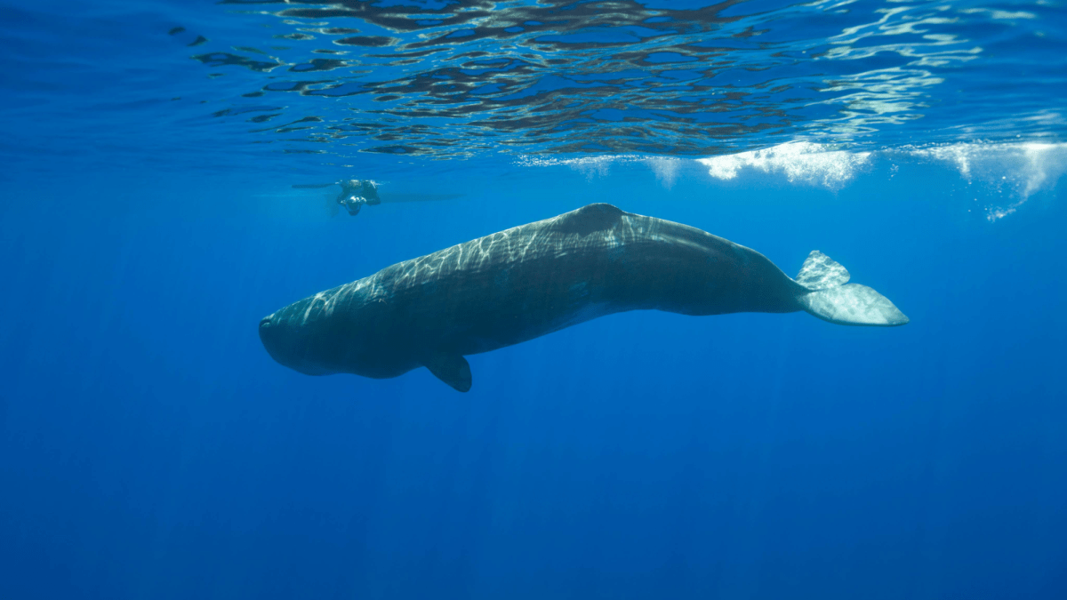 First-of-its-kind video confirms sperm whales really do headbutt