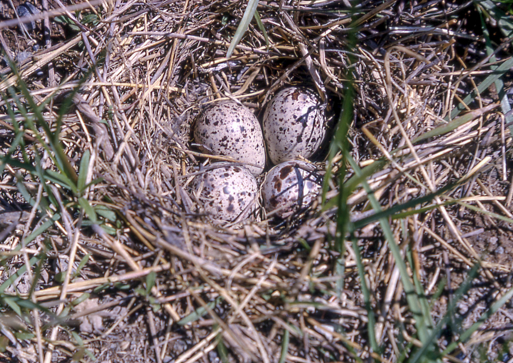 10 wild photos of bird eggs