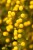 a weed circular yellow seed pods on top