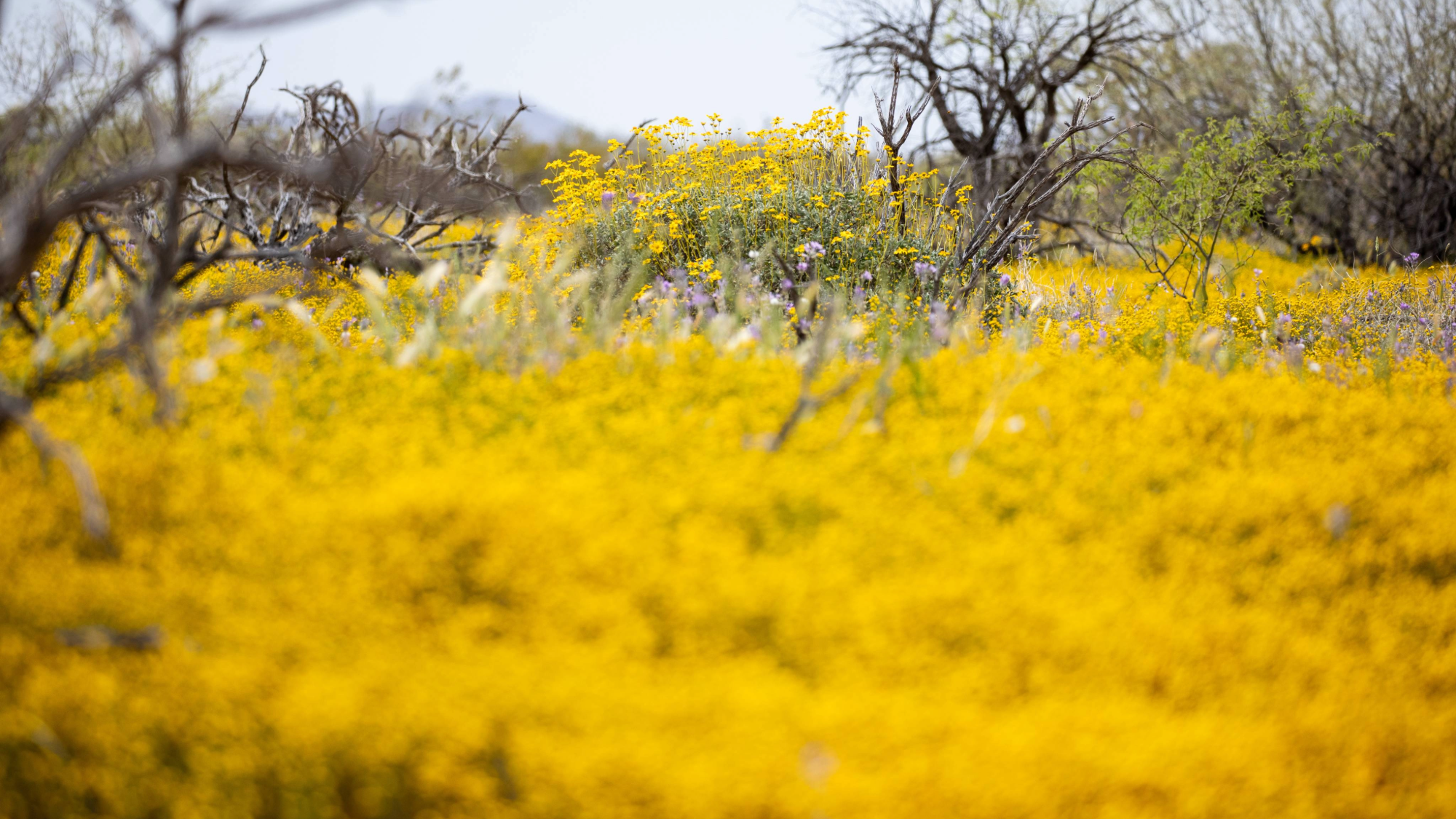 trees and shrubs are surrounded by a bright yellow weed