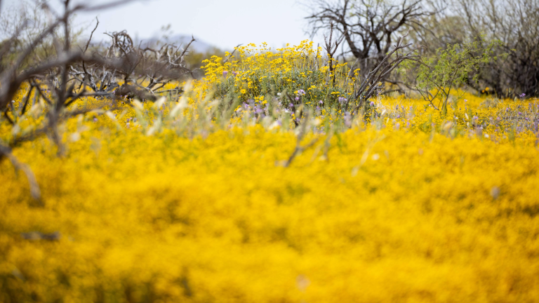 trees and shrubs are surrounded by a bright yellow weed