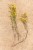 a yellow weed pulled from the ground, showing its long root system