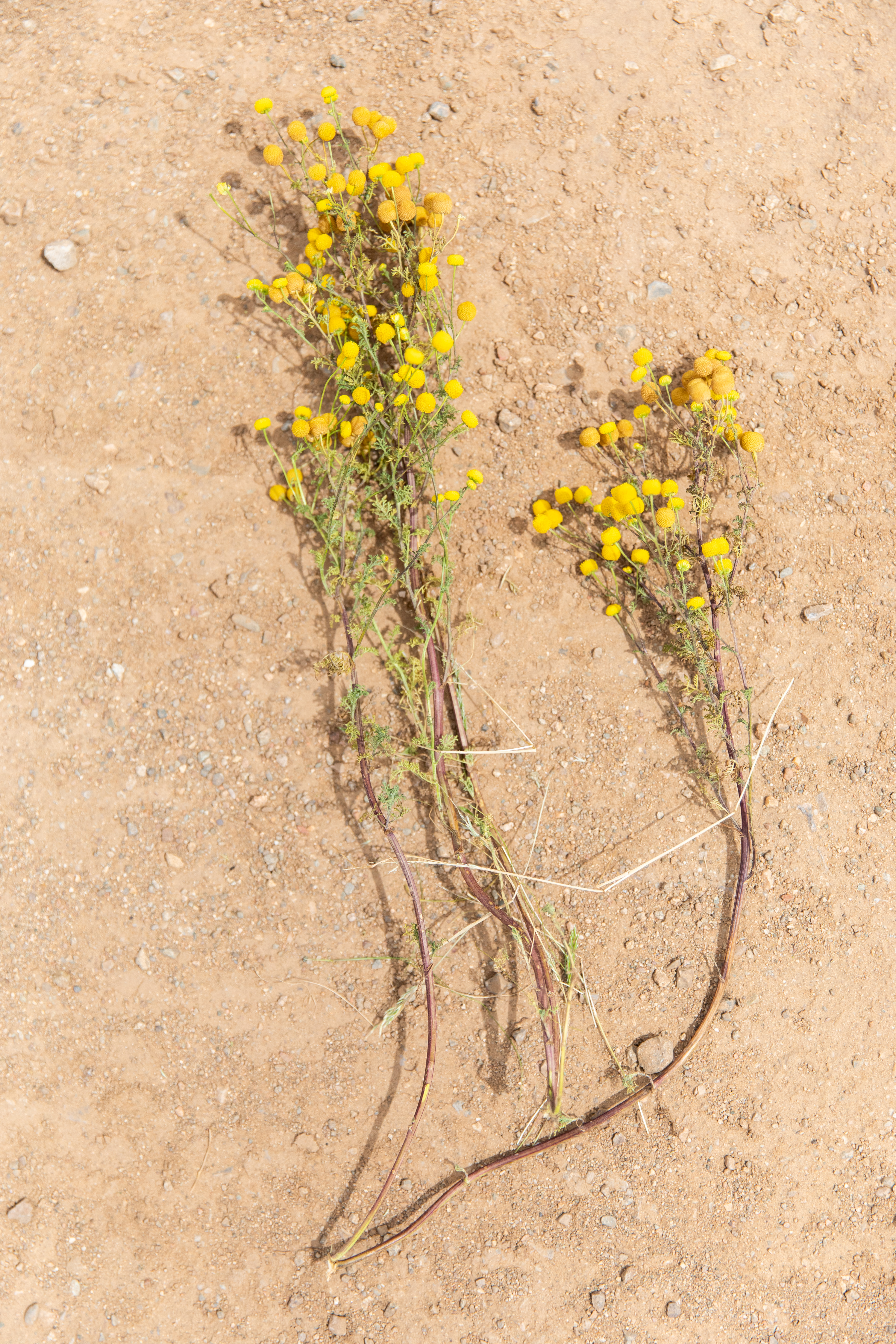 Weed that smells like paint thinner takes over Arizona插图3 a yellow weed pulled from the ground, showing its long root system