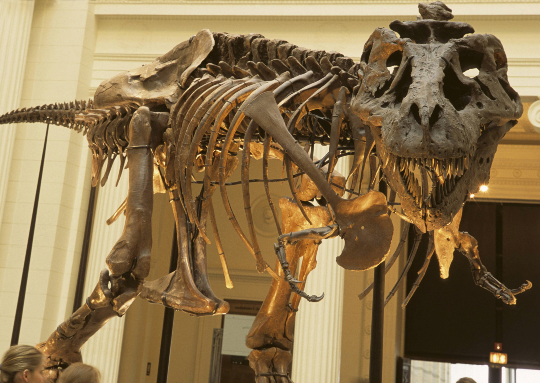 a t. rex skeleton on display in a musuem