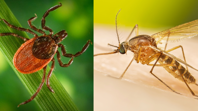 An Ixodes tick (left). An Asian tiger mosquito. (right)