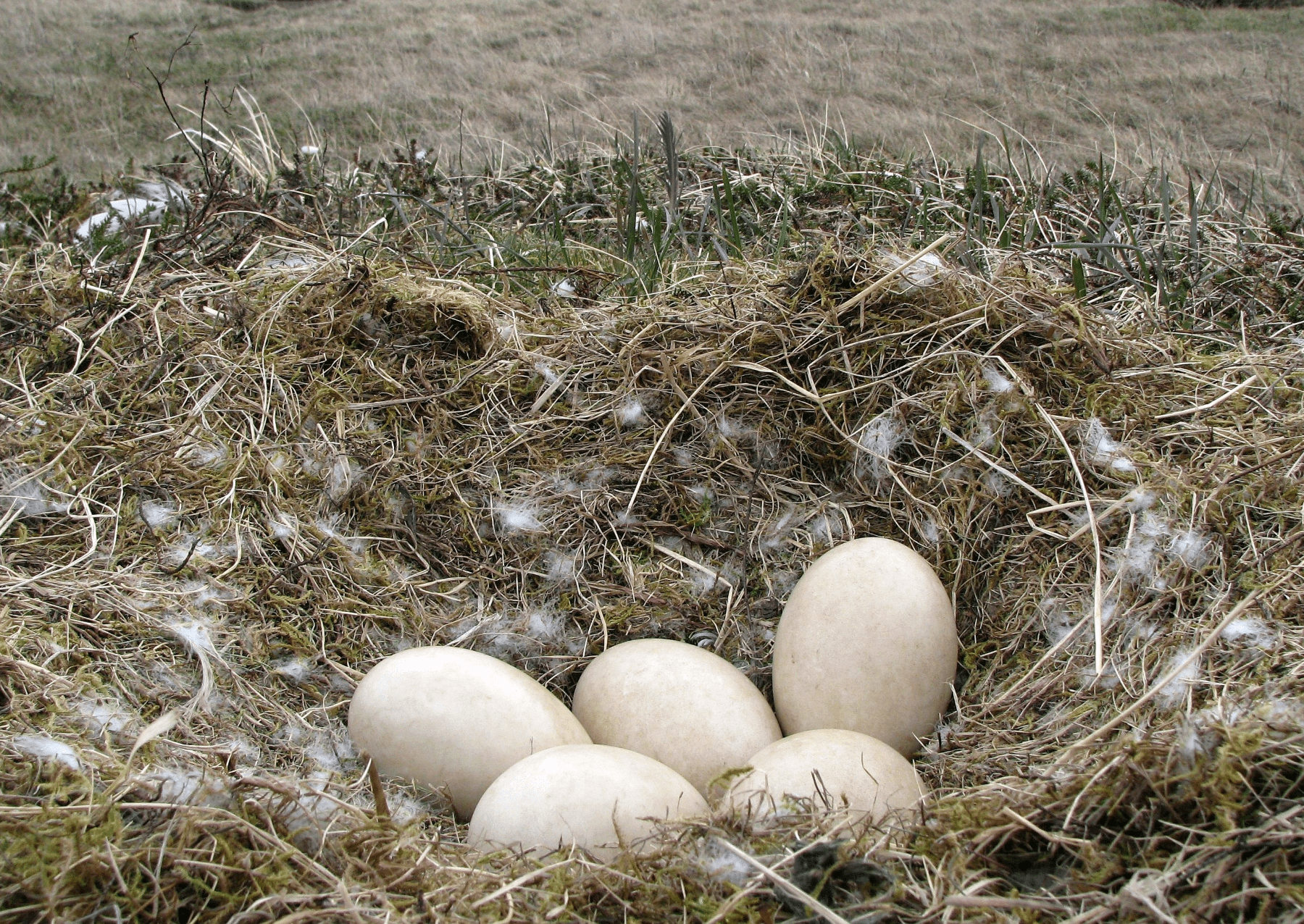 a clutch of five off-white eggs in a nest with white downy feathers around them