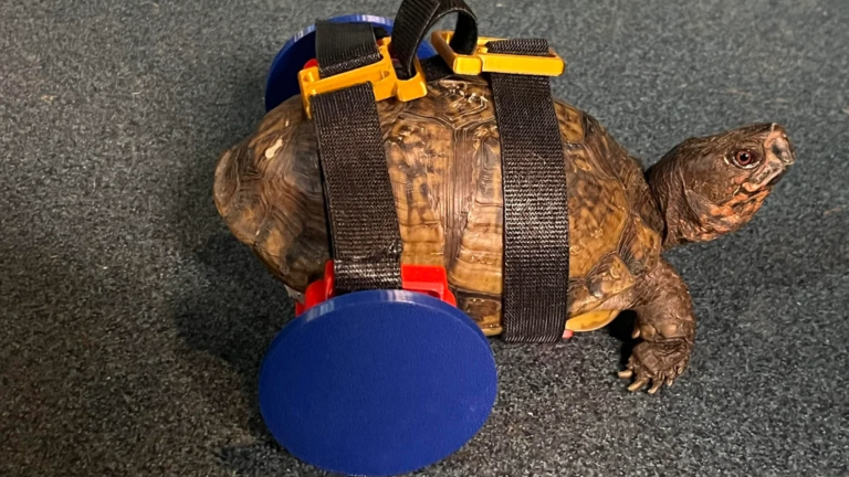 a turtle wearing a 3D printed wheel chair