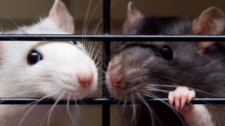 a white rat and a black rat looking out of a cage