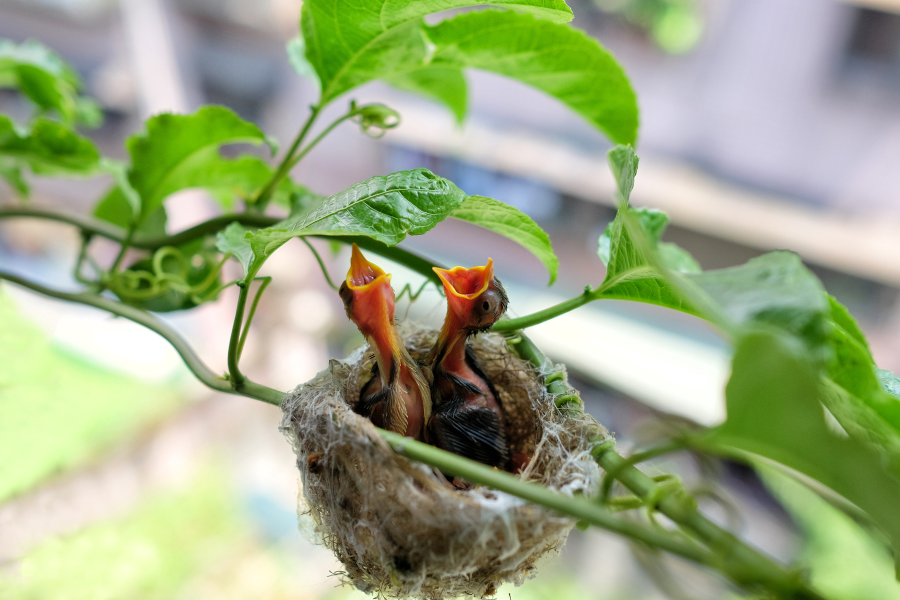 baby birds in a nest