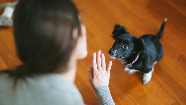 Gemini said An over-the-shoulder photograph shows a person training a small black dog on a polished wooden floor. The person, seen from the back in a grey sweater, holds up their hand in a "stay" or "wait" command gesture. The dog, a small black mixed-breed with floppy ears and a pink collar, sits attentively and looks up at the person with a focused expression.