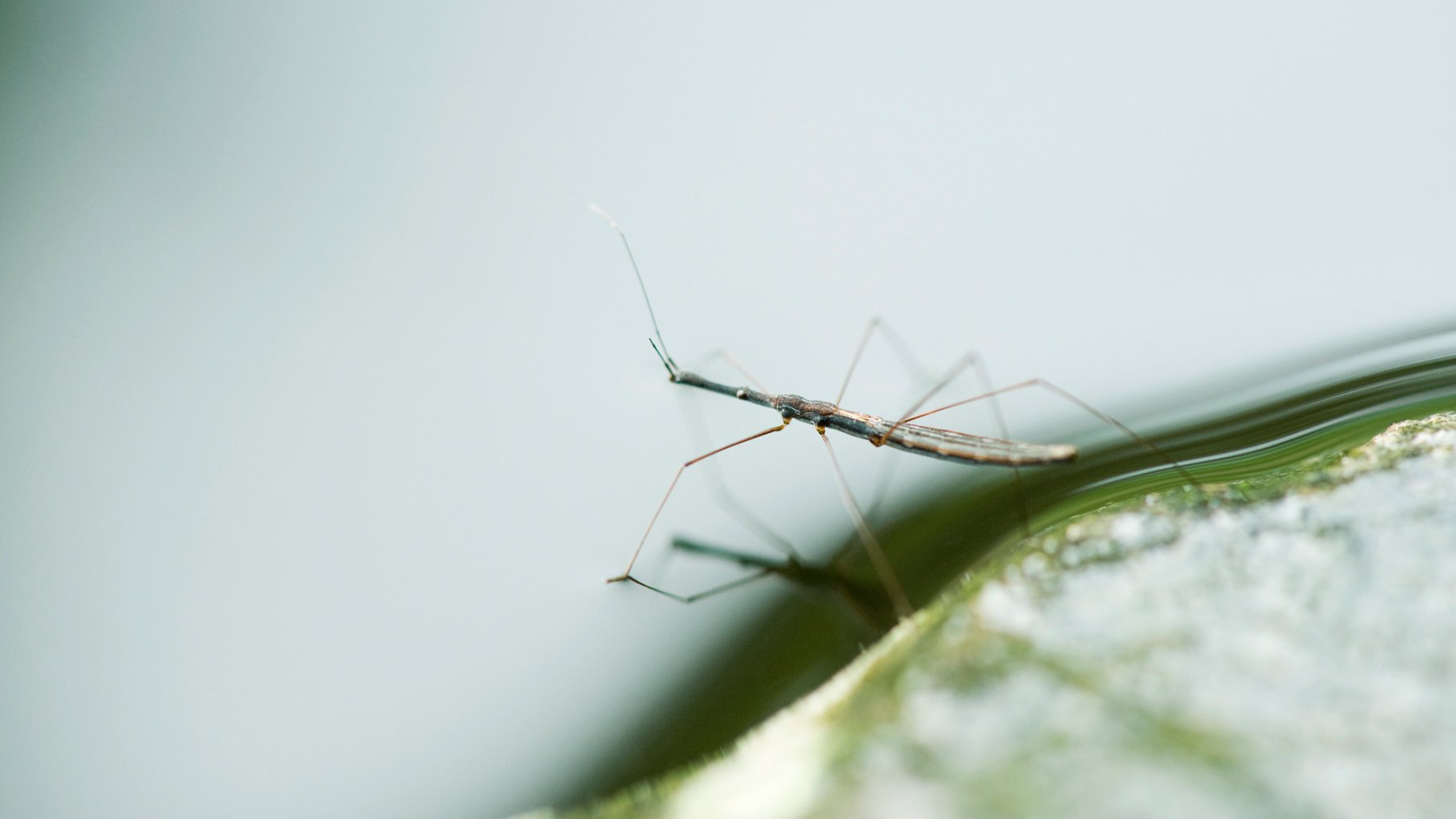 A close-up photograph of a Halobates, an ocean water strider, resting on the surface of the water. The insect has a long, slender dark body and very thin, wire-like legs that create slight indentations on the water's surface tension. Its reflection is visible on the surface, and the background is a soft, out-of-focus light blue and white.