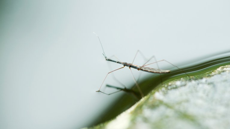 A close-up photograph of a Halobates, an ocean water strider, resting on the surface of the water. The insect has a long, slender dark body and very thin, wire-like legs that create slight indentations on the water's surface tension. Its reflection is visible on the surface, and the background is a soft, out-of-focus light blue and white.