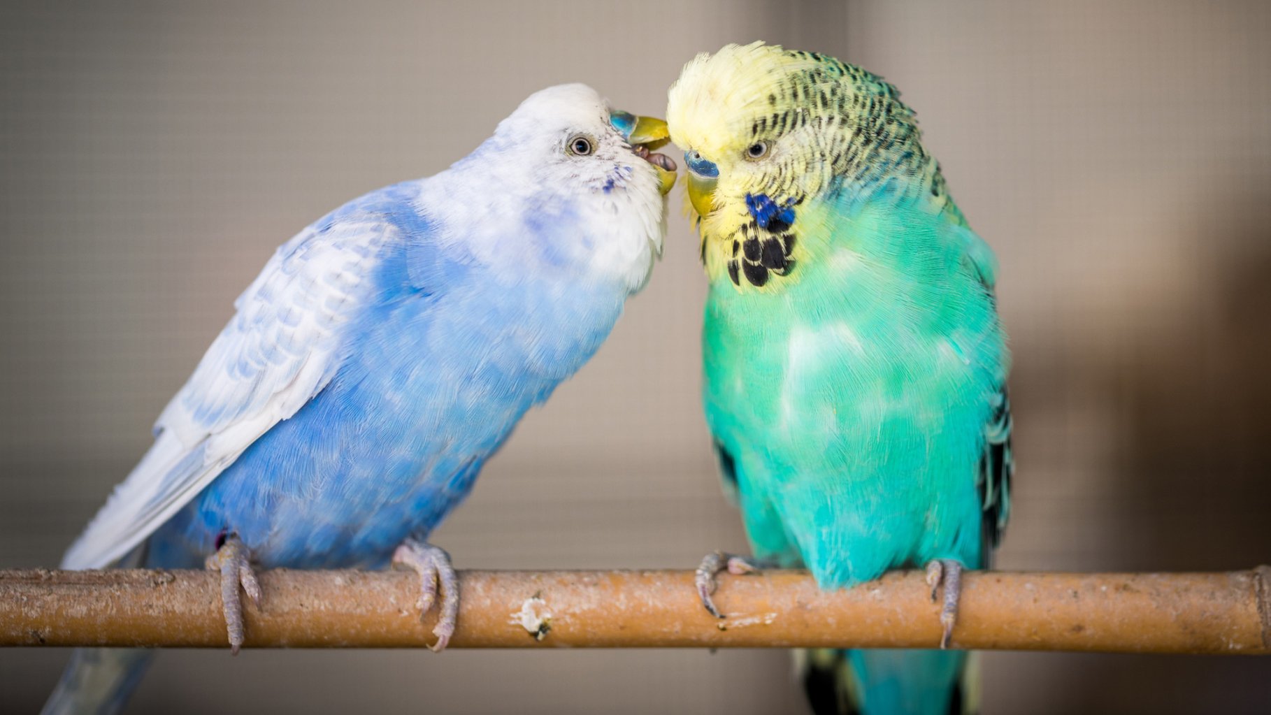 Gemini said Two budgerigars, one blue and white and one green and yellow, perched on a wooden branch while appearing to "whisper" or interact closely.
