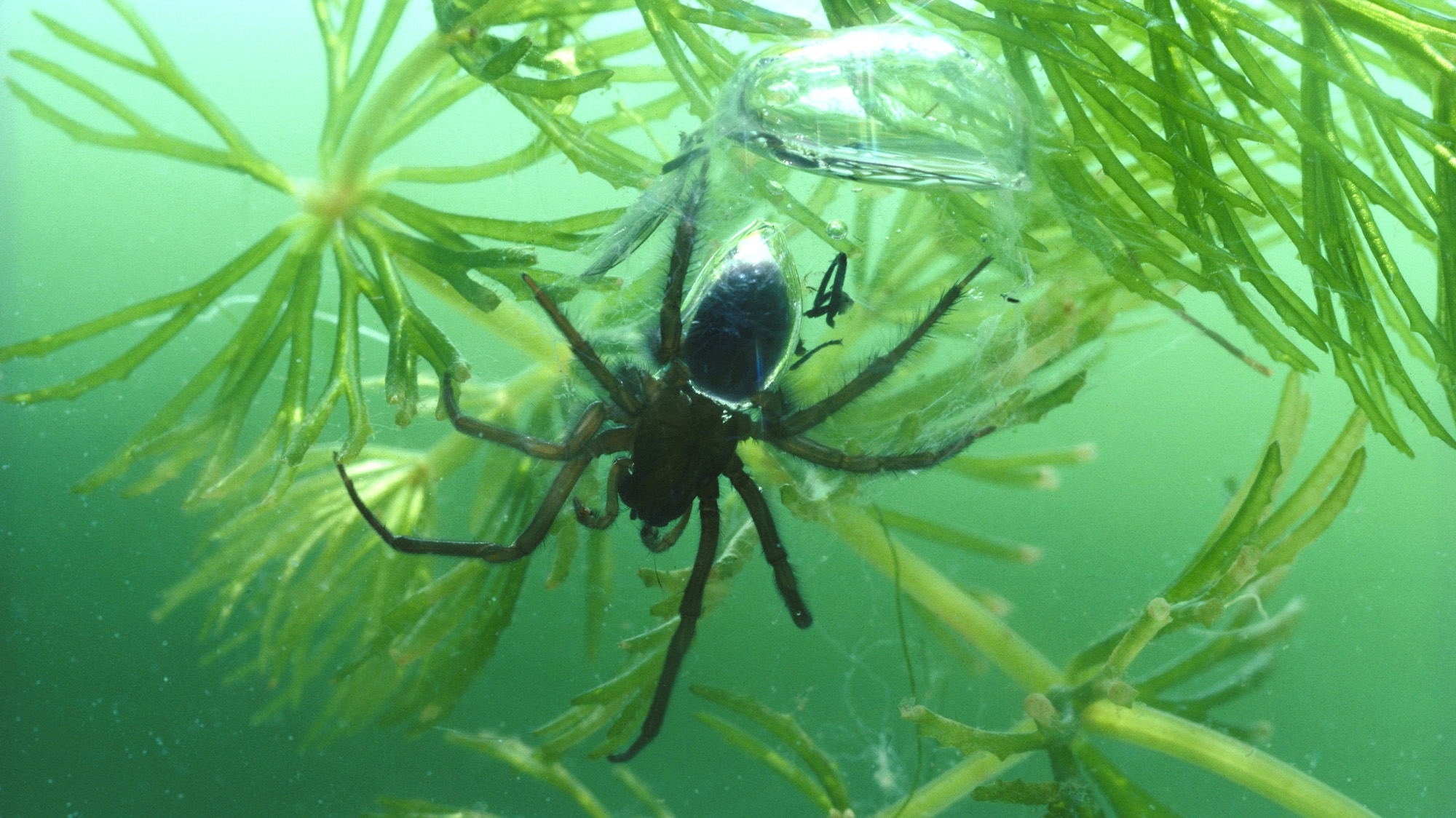 A macro photograph of a diving bell spider submerged underwater, clinging to the thin, needle-like green leaves of an aquatic plant. The spider is positioned beneath a large, translucent air bubble that it has trapped under a silken web, with a smaller, shimmering bubble of air visible on its abdomen. The water has a murky green tint, and tiny particles are suspended in the surrounding environment.