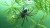 A macro photograph of a diving bell spider submerged underwater, clinging to the thin, needle-like green leaves of an aquatic plant. The spider is positioned beneath a large, translucent air bubble that it has trapped under a silken web, with a smaller, shimmering bubble of air visible on its abdomen. The water has a murky green tint, and tiny particles are suspended in the surrounding environment.