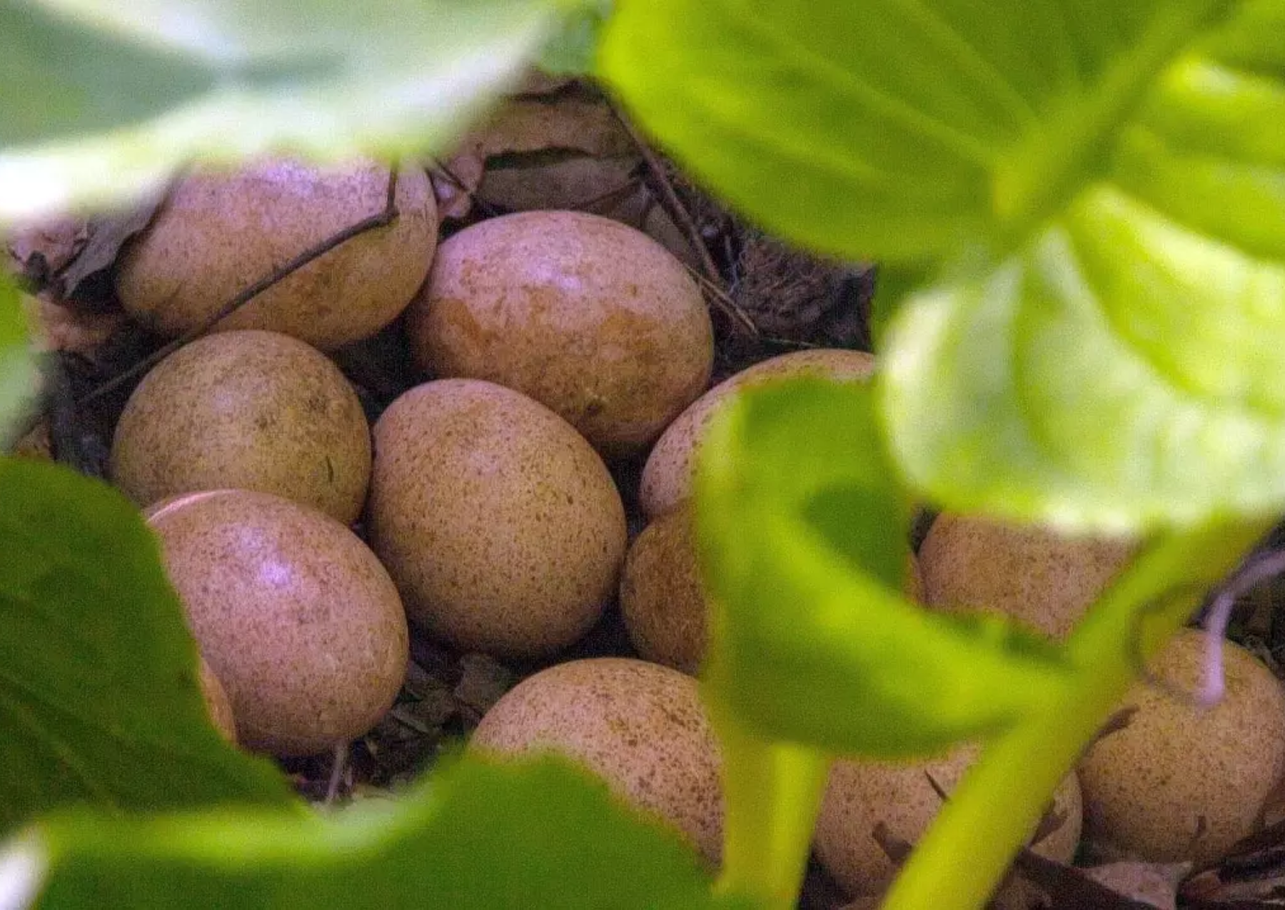 a clutch of 11 brown eggs underneath green leaves