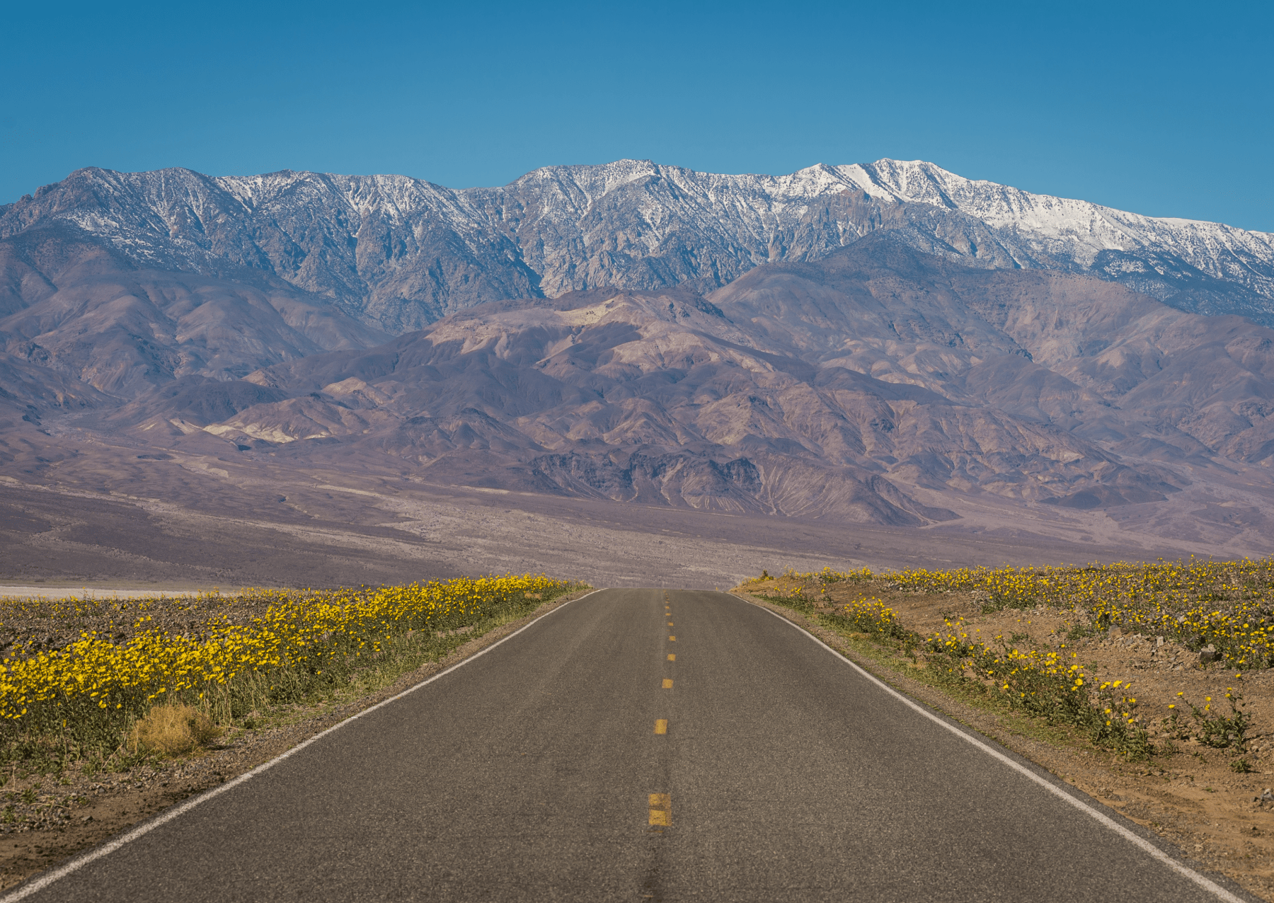 a road headed towards a mountain with blooming yellow wildflowers on both sides