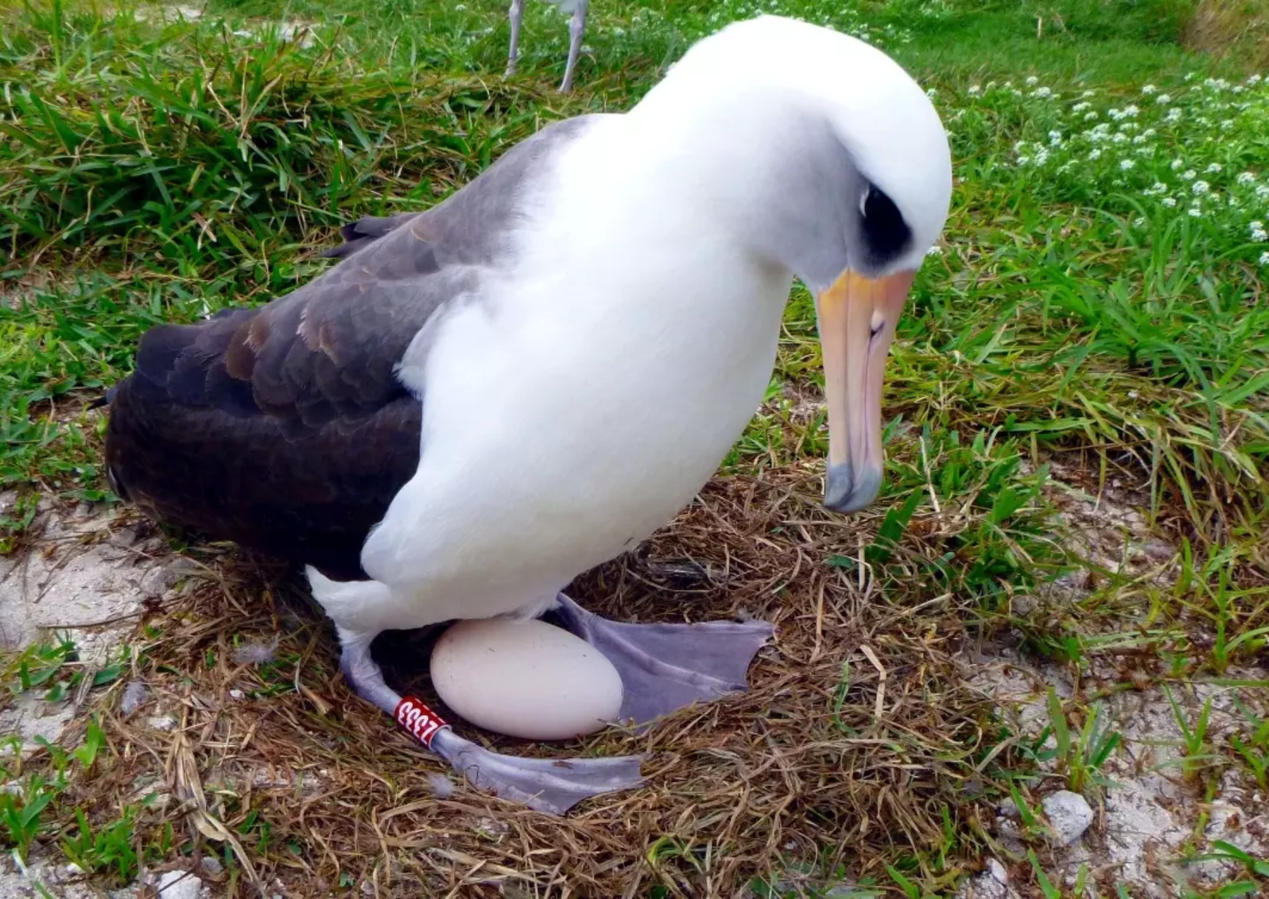 an albatross tending to a large white egg