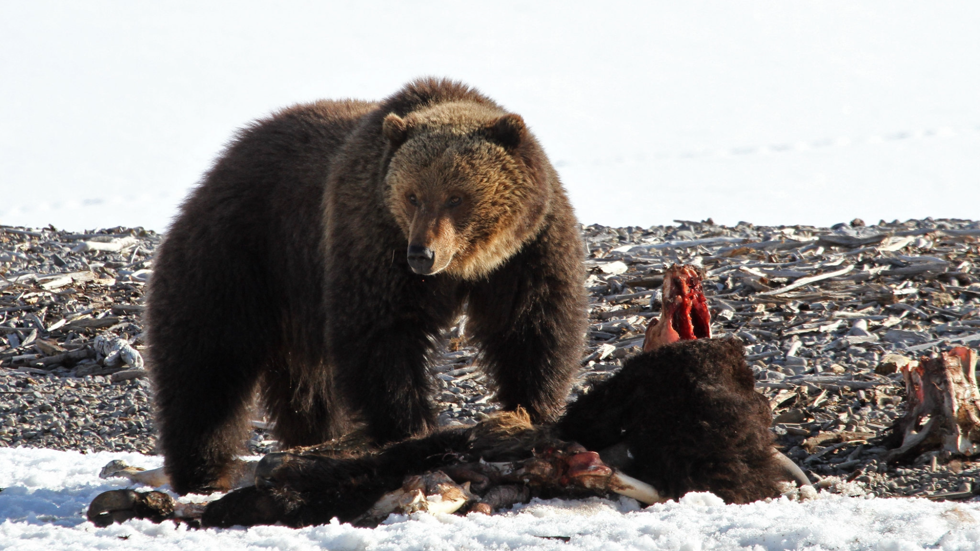 a grizzly bear stands on a bison carcass