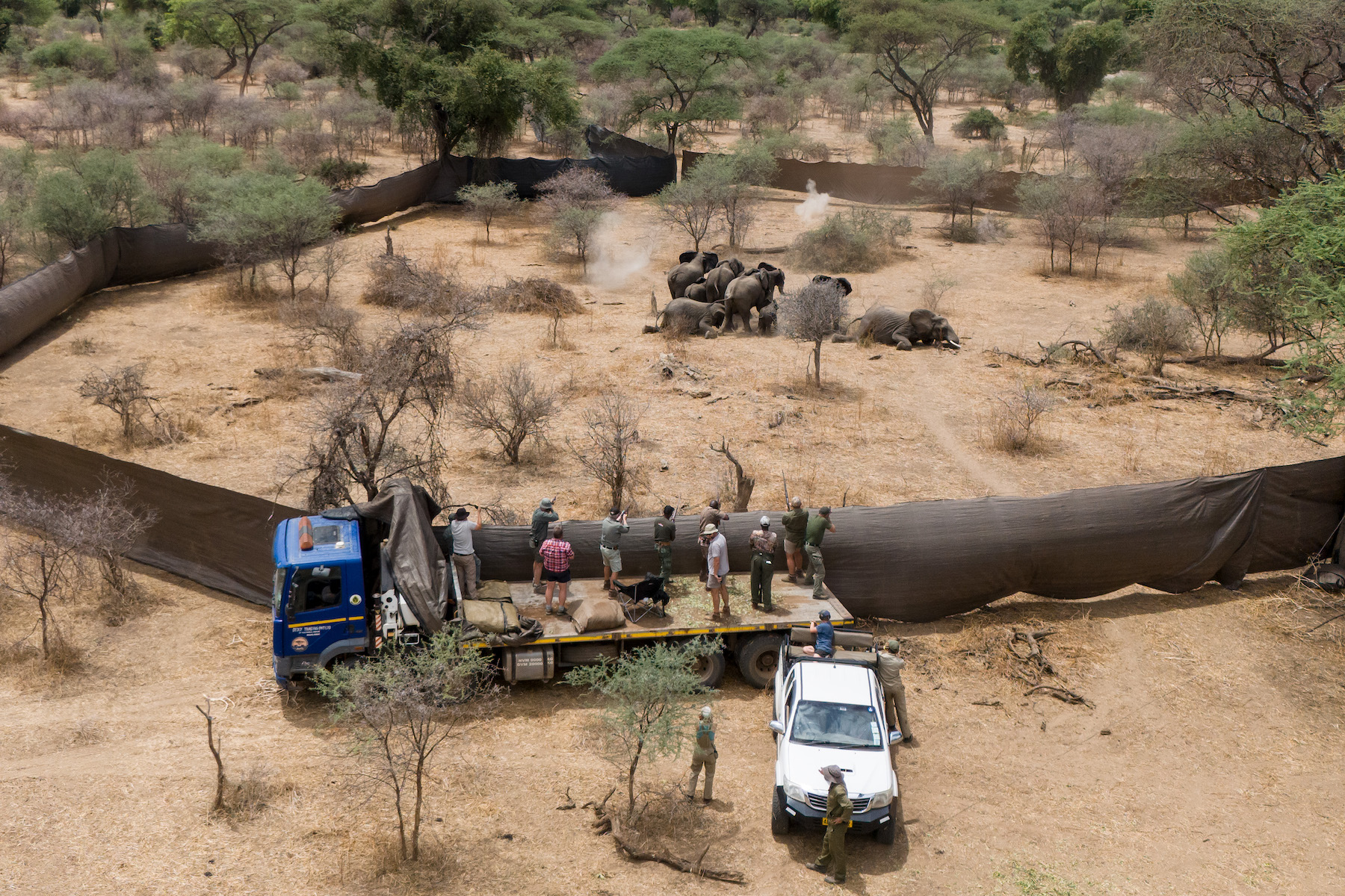 Title: When Giants Fall Credit: © Halden Krog, for Daily Mail Caption: Professional hunters shoot a family of elephants identified for culling. Sango Wildlife Conservancy, Savé Valley Conservancy, Zimbabwe, 23 October 2025. Story: In 2025, the government of Zimbabwe authorized the culling (killing for the purpose of population control) of 50 elephants in the Savé Valley Conservancy. This decision followed a 2024 cull of 200. Authorities say the growing population has surpassed what the land can sustain, worsening human-wildlife conflict as drought drives elephants searching for food and water into closer contact with people. Wildlife organizations dispute claims of overpopulation and condemn culling. They have raised concerns including the fracturing of elephant social structures, and the trauma inflicted on surviving animals, which could increase aggression toward humans.