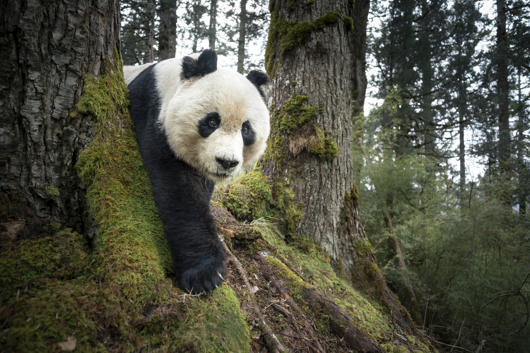 Title: Mountain Resident of Wanglang Credit: © Rob G. Green, National Geographic Society, Henry Luce Foundation Caption: A wild giant panda is captured by a camera trap in the Wanglang National Nature Reserve. Sichuan, China, 11 November 2025. Story: Recent population estimates suggest that fewer than 2,000 pandas remain in the wild, and only a few dozen individuals live within Wanglang National Nature Reserve’s 323-square-kilometer territory. This rare sighting was made possible through a pilot exchange program between the National Geographic Society and wildlife biologists, aimed at supporting wildlife monitoring efforts and fostering cross-cultural cooperation in conservation. Established in 1965, Wanglang is one of China’s oldest wild panda nature reserves and today serves as a key site for education and scientific research collaboration within the larger Giant Panda National Park system.
