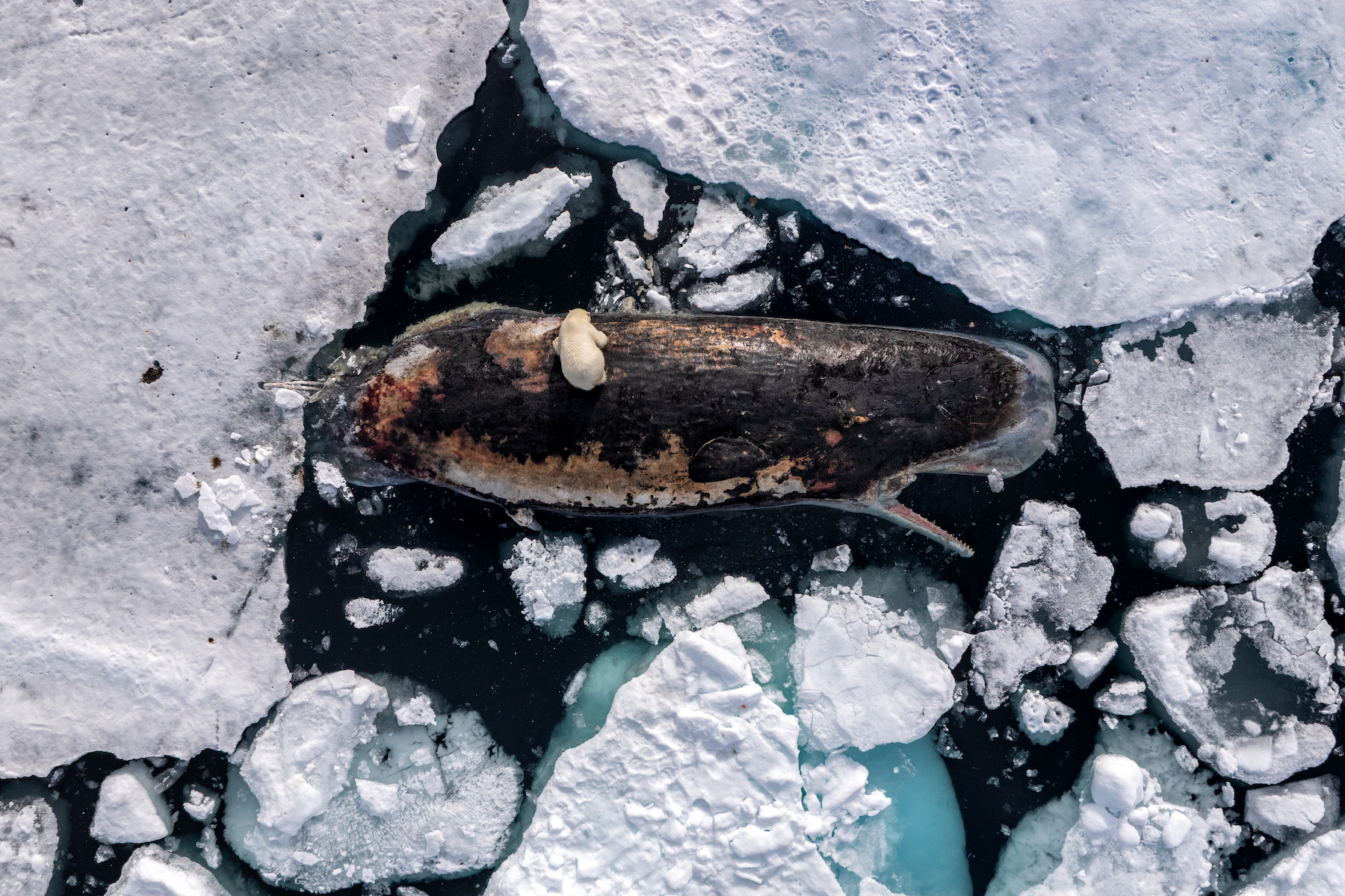 Title: Polar Bear on Sperm Whale Credit: © Roie Galitz Caption: A female polar bear feeds on a sperm whale carcass in the polar pack ice north of the Norwegian archipelago, Svalbard. 82° North, International Waters, 8 July 2025. Story: Polar bears are primarily seal predators, but as ice retreats in the summer and hunting becomes harder, they increasingly rely on opportunistic scavenging. Near Svalbard, the ice-free season has lengthened by 20 weeks in the last 30 years. Sperm whales typically avoid ice-covered polar waters, so this carcass was a rare sight. Scientists speculate that after dying, the male sperm whale drifted north, carried by winds and currents. The photographer spent two days observing the scene from a small boat, capturing it by drone to reveal a scale difficult to grasp from sea level.