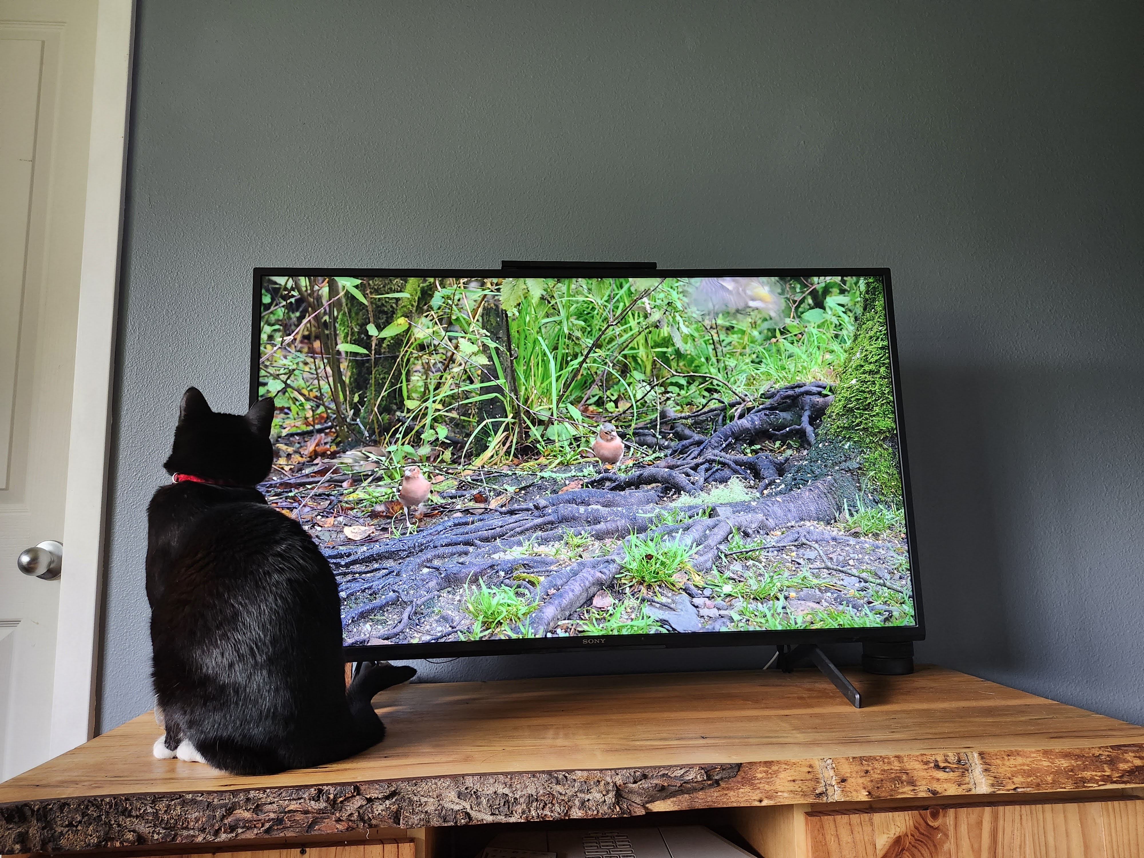 cat watching bird on tv