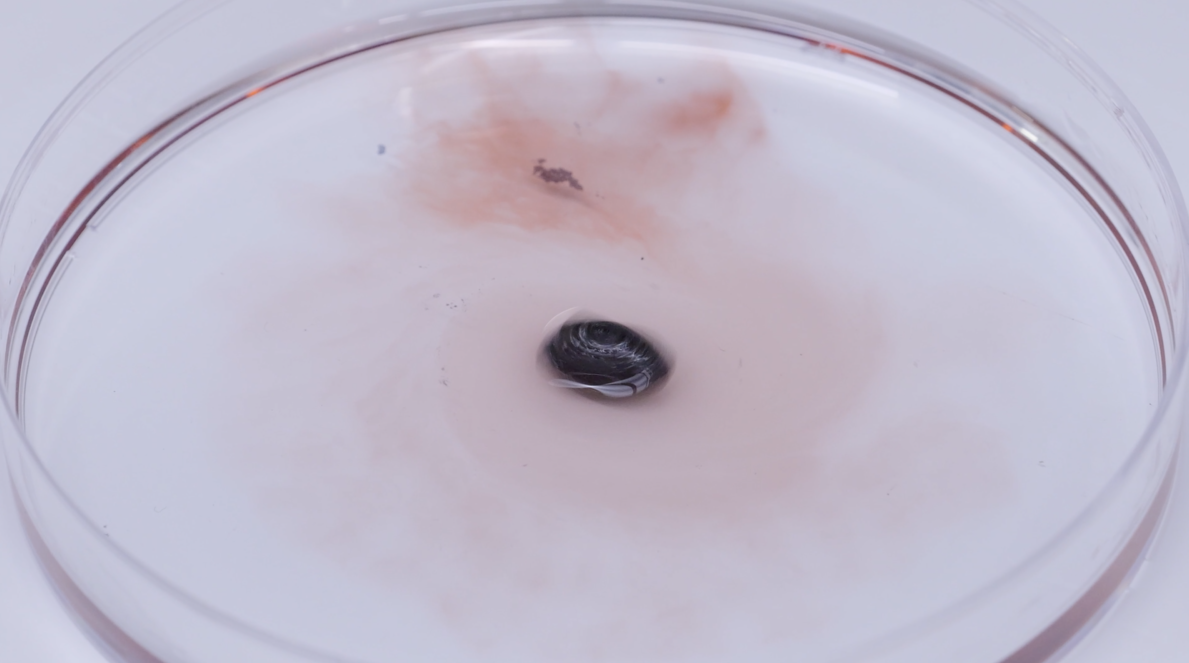 A 4D-printed object mixed with iron particles autonomously opening its lid and releasing its contents in response to a moving magnet.