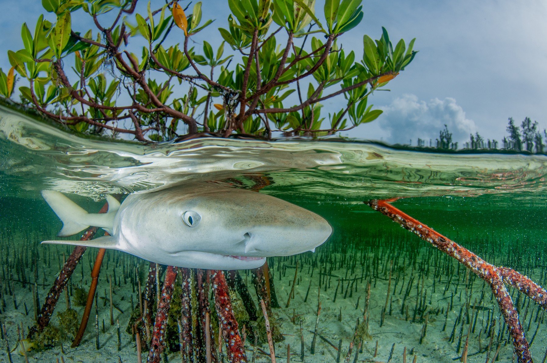 a lemon shark swimming