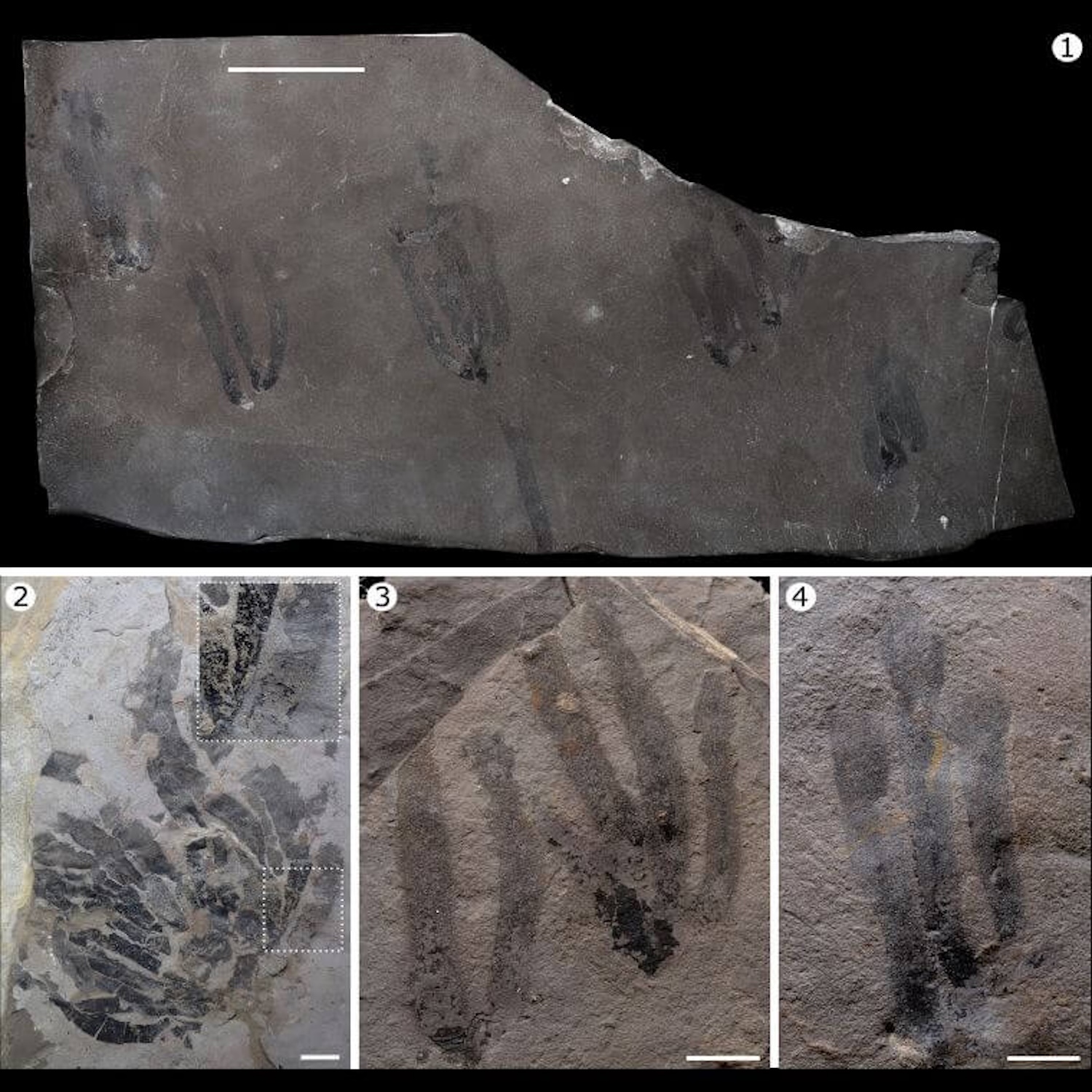 450-million year old jellyfish ancestor looks like a flailing carwash tubeman