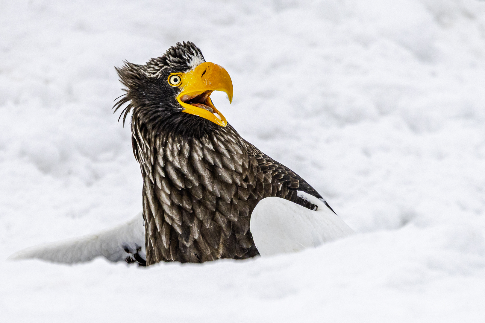 The Comedy Wildlife Photography Awards 2025 Annette Kirby Whyalla Australia Title: Go away Description: This was taken in Japan where I was observing a White-Tailed Sea Eagle putting their fish in a hole and protecting it. This one had a fish and saw another Eagle coming in to try and steal it. Animal: White Tailed Sea Eagle Location of shot: Hokkaido Japan