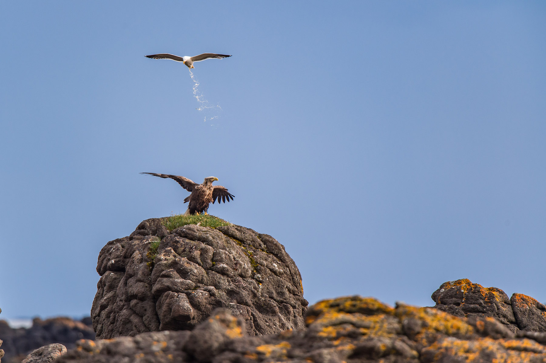 The Comedy Wildlife Photography Awards 2025 Antoine Rezer Bonne France Title: Territorial Defence Operation Description: Rest day in Iceland after a scientific field session of 5 weeks in Greenland. White tailed eagle was harassed by a goeland ! Animal: white tailed eagle and goeland Location of shot: NW Iceland