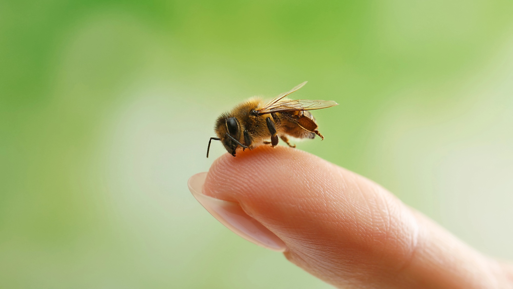 Honeybee on a woman's fingertip