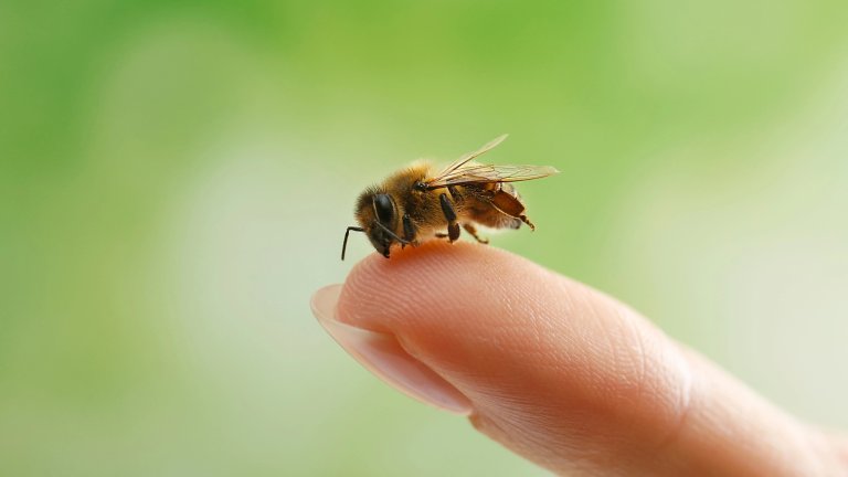 Honeybee on a woman's fingertip
