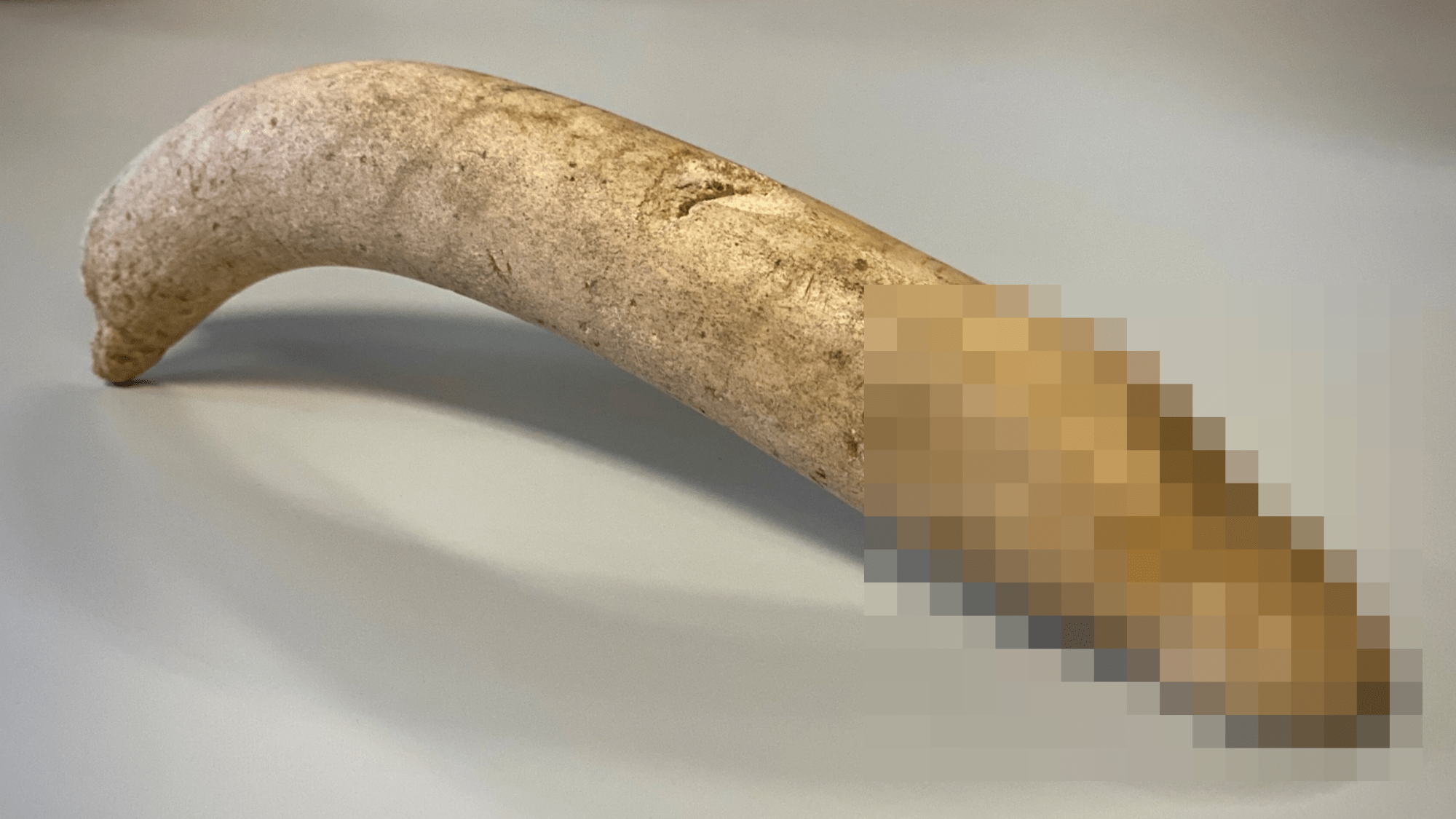 Bone phallus with partial pixelation