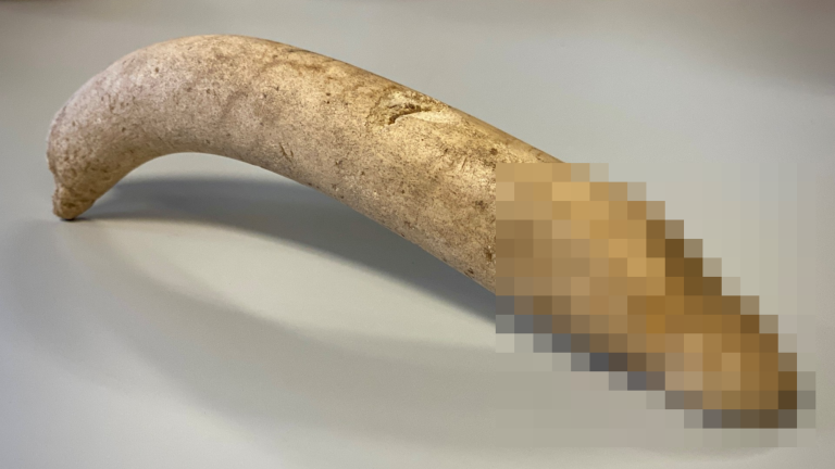 Bone phallus with partial pixelation