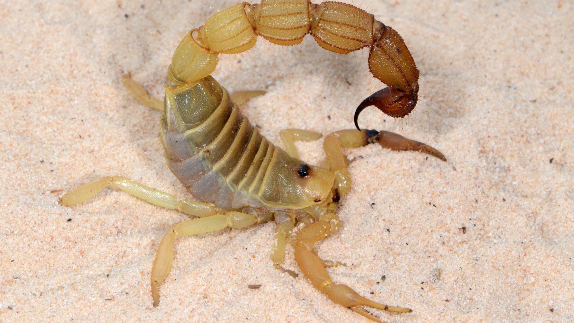 Rough thicktail scorpion (Parabuthus raudus). Paratuthus scorpions' venom is quick-acting, so they do not need to rely as much on their pincers to capture prey.