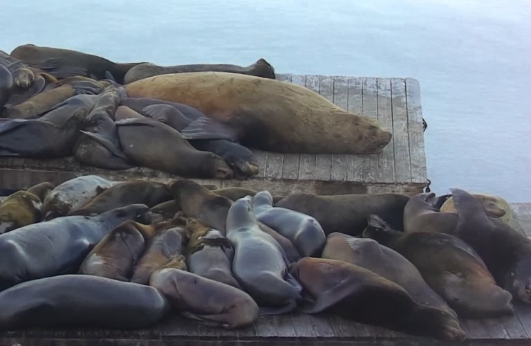 Chonkers the Steller sea lion sleeping along side other, much smaller California sea lions