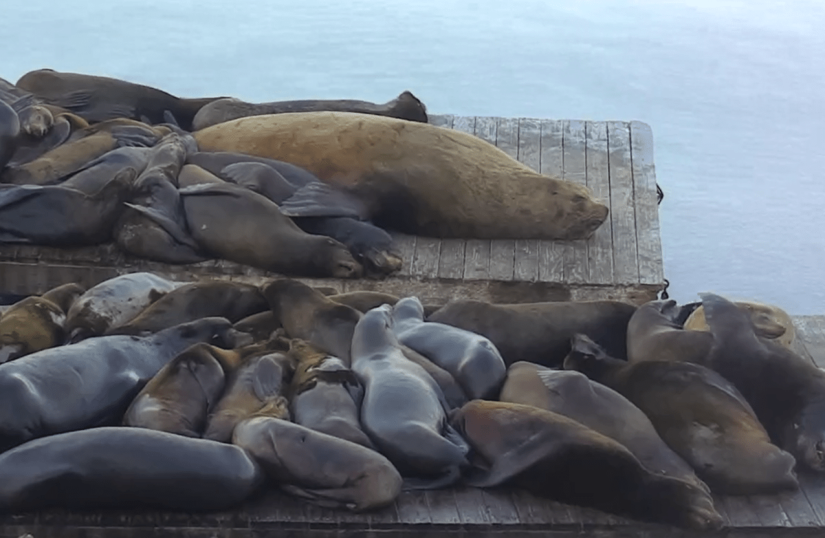 Chonkers the 2,000-pound sea lion is making waves in San Francisco Bay