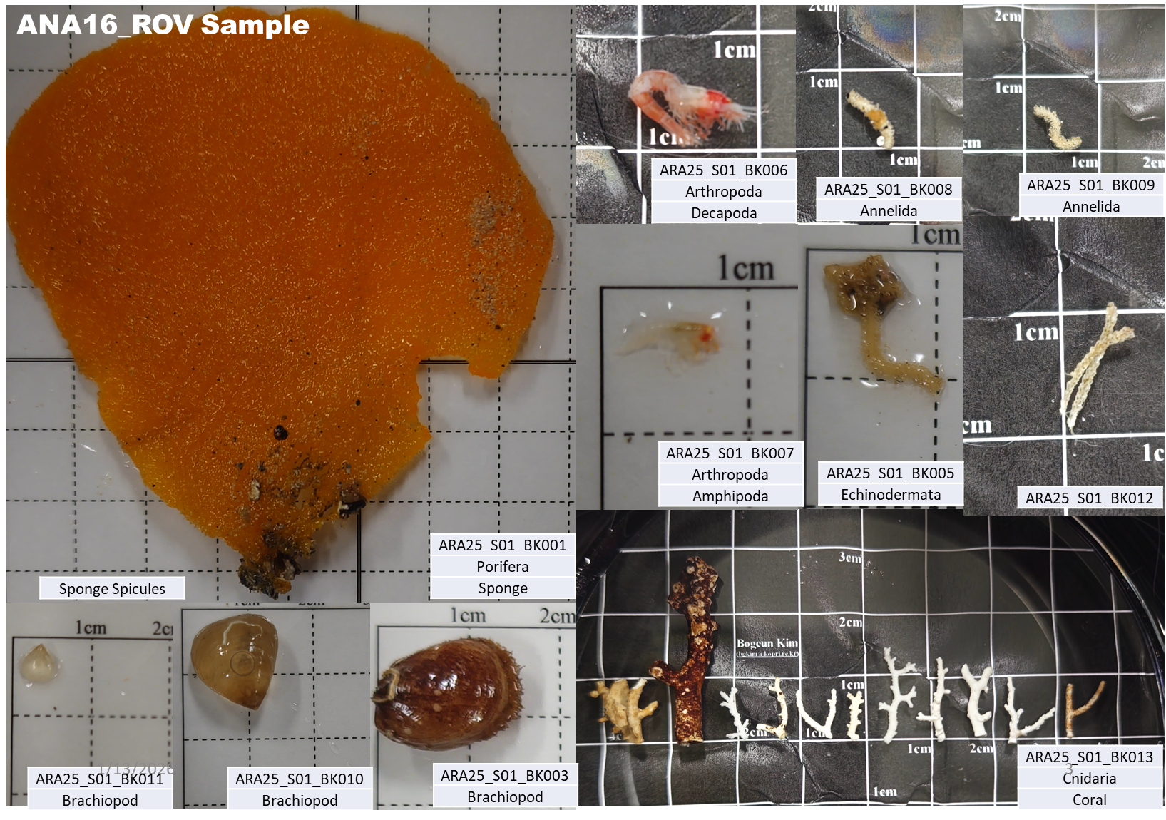 Collected biological specimens