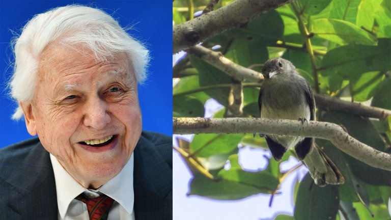 A side-by-side composite image features a portrait of naturalist Sir David Attenborough on the left and the bird named in his honor, the Inambari Gnatcatcher (Polioptila attenboroughi), on the right. Attenborough is shown smiling against a bright blue background, while the small, grey and white gnatcatcher is perched on a tree branch among green leaves in its Brazilian habitat.