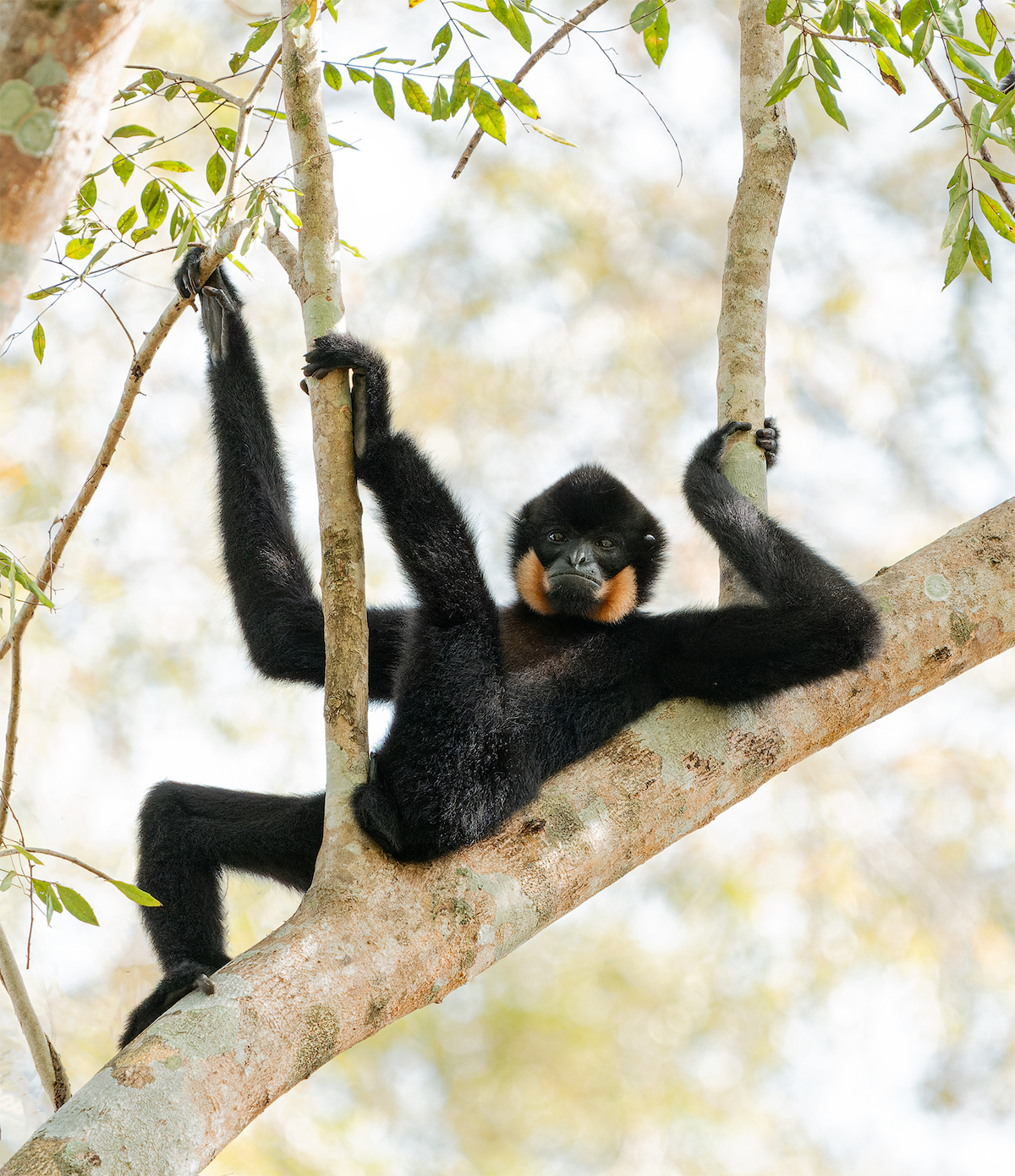 The Comedy Wildlife Photography Awards 2025 Diana Rebman Portland United States Title: Relaxing in the trees! Description: This Yellow-cheeked Gibbon was just hanging out in the trees. Looks like he's waiting for a beer to be served. Animal: Yellow-cheeked Gibbon, male Location of shot: Cat Tien National Park, Vietnam