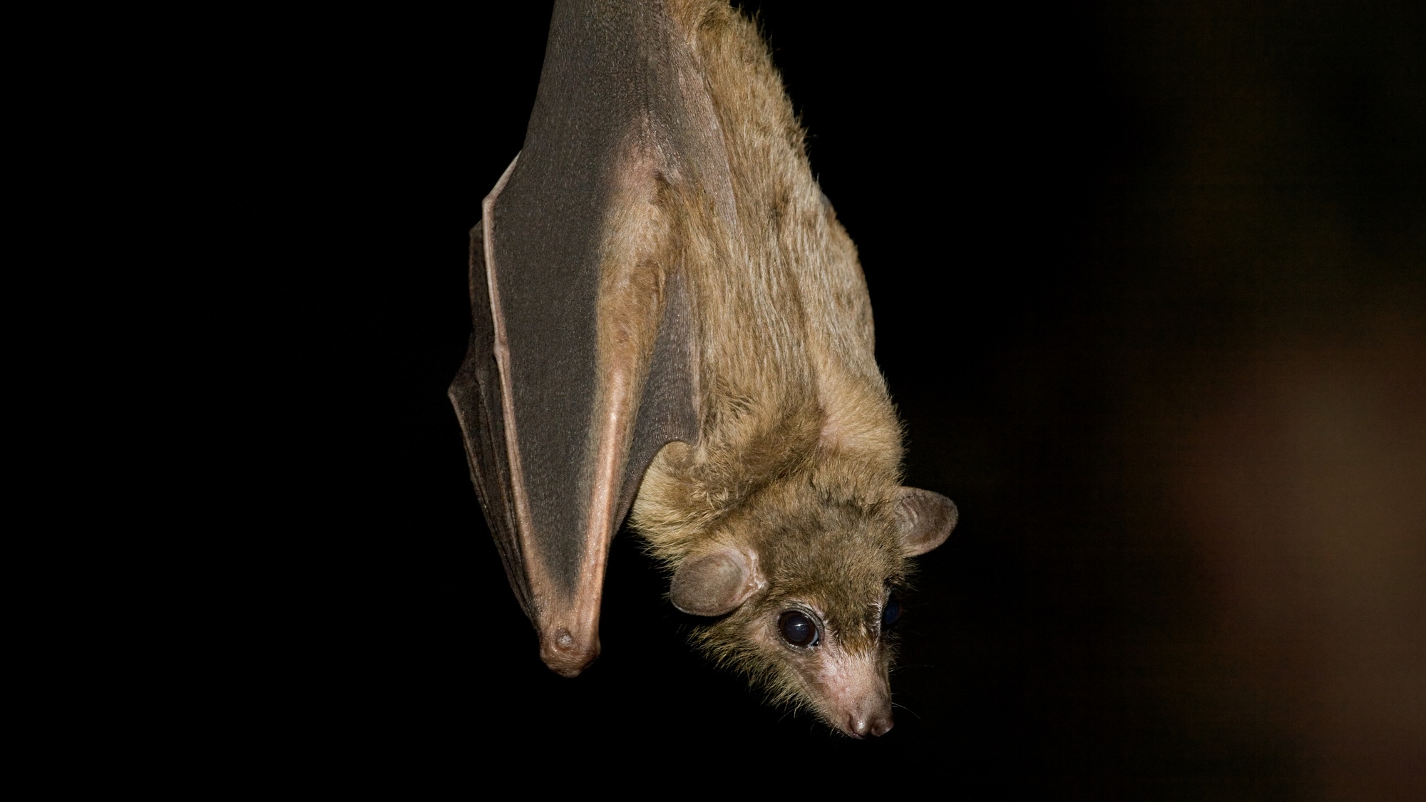 Egyptian fruit bat hanging upside down on black background