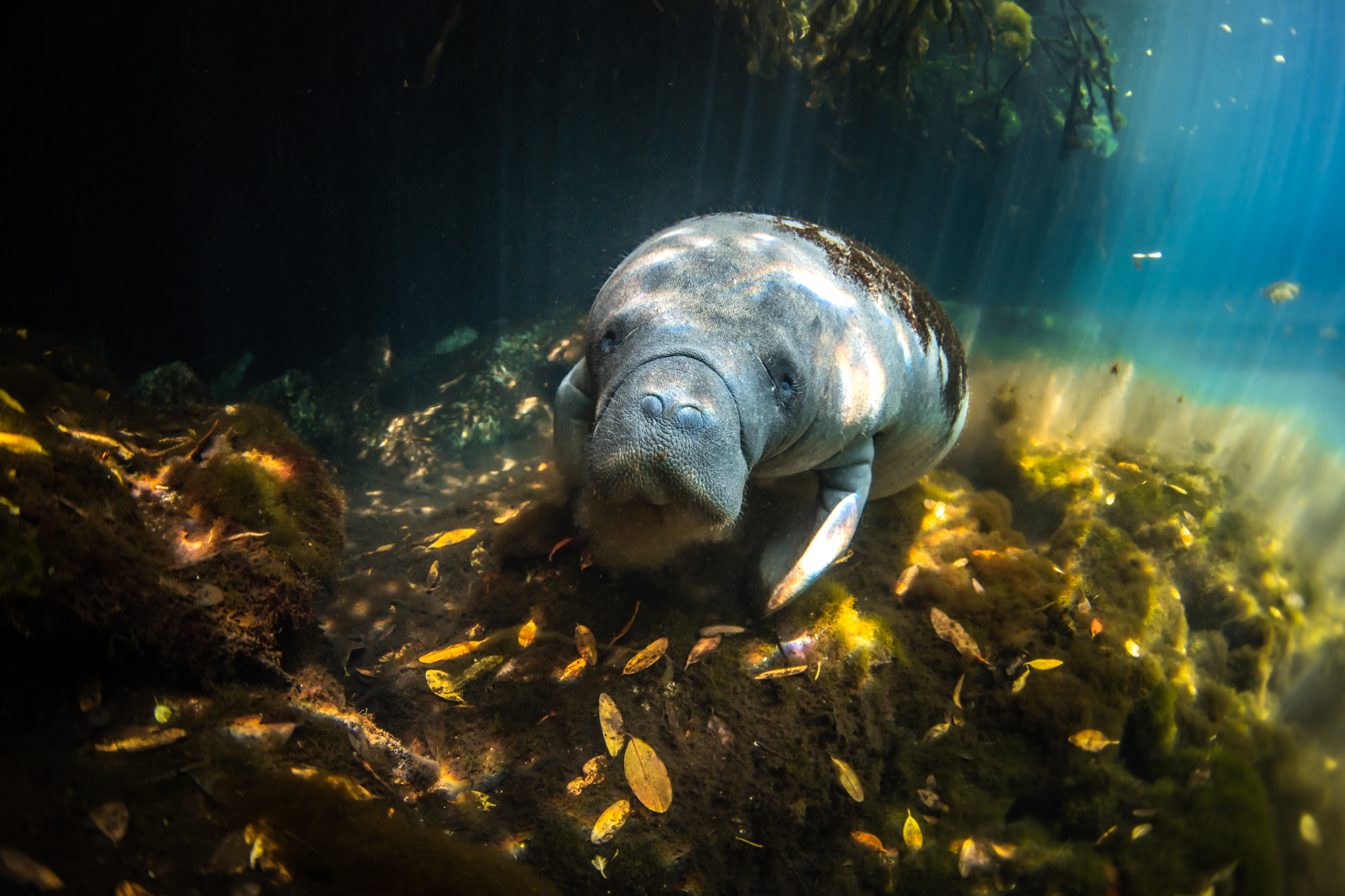 a manatee underwater