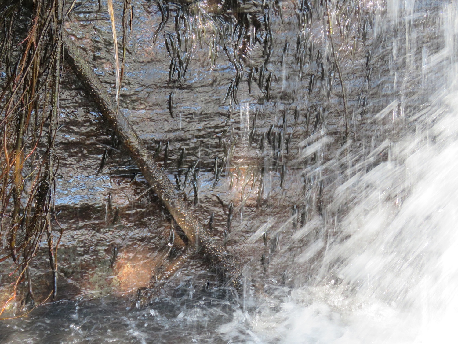 Specimens of Parakneria crossing the second level of the Luvilombo Falls. Credit: Pacifique Kiwele
