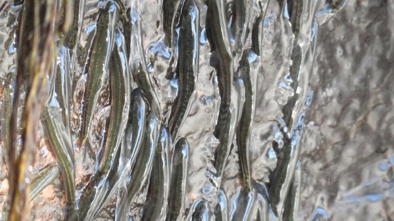 Fish climbing upstream against rock wall