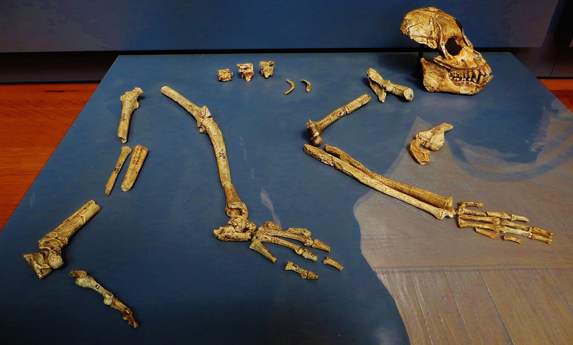 A high-angle photograph displays a partial fossilized skeleton of Ekembo, an extinct Miocene catarrhine primate, arranged on a blue museum display board. The fossils include a fragmented skull with visible teeth and a large eye orbit in the upper right, along with various limb bones, vertebrae, and detailed hand and foot bones laid out to suggest their anatomical positions. The bones are a light tan color, showing significant mineralization and some visible identification markings from researchers.