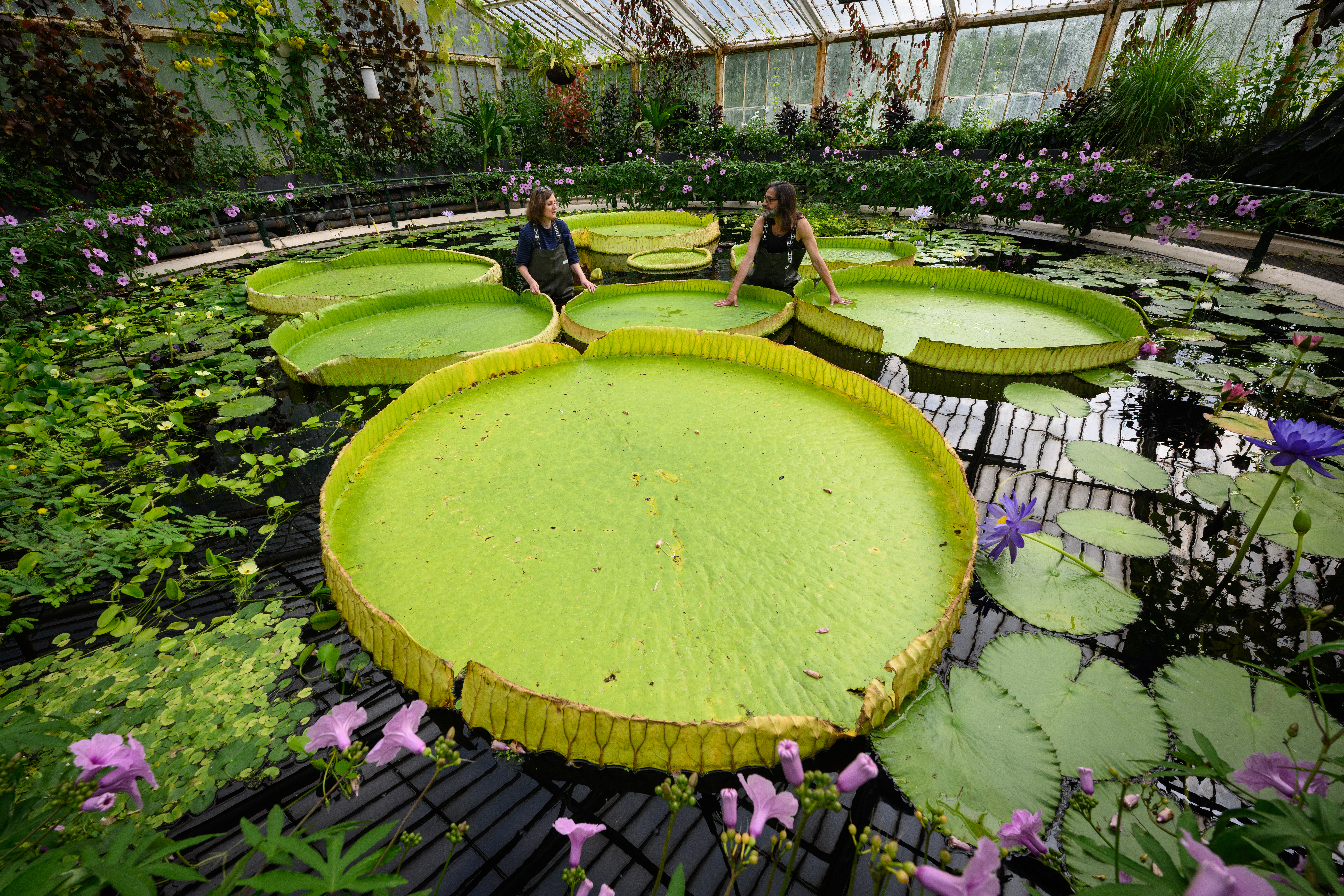 A wide-angle photograph inside a greenhouse shows two researchers standing in a large indoor pond filled with Victoria boliviana, the world's largest species of giant waterlily. The lily pads are massive, bright green circular discs with distinct upturned edges, some reaching over 3 meters in diameter. The researchers, wearing chest waders, are dwarfed by the scale of the plants as they carefully examine the pads. Smaller purple waterlilies and lush tropical foliage surround the edges of the pond under a glass-paneled ceiling.