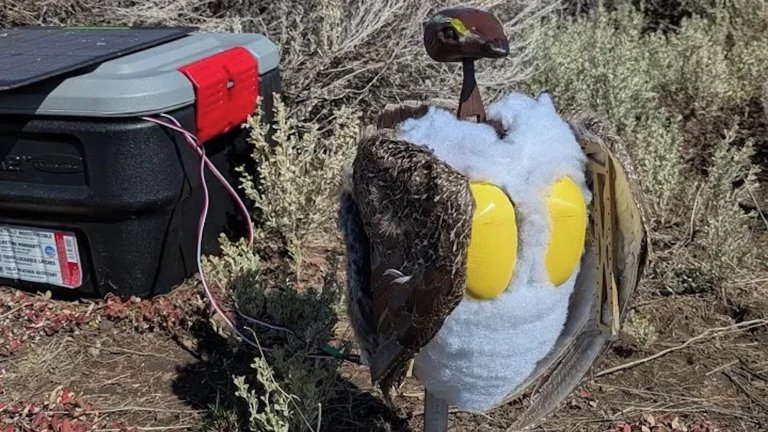 Sage-Grouse robot installed in ground at Grand Teton National Park